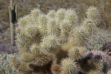 Cholla Stock Images