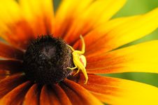 Spider On Flower Royalty Free Stock Images Spider On Flower Royalty Free Stock Images