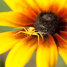 Spider On Flower Stock Photo Spider On Flower Stock Photo