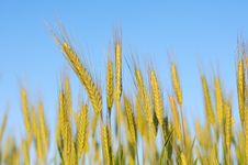 Rye Ears Against Blue Sky Stock Photos Rye Ears Against Blue Sky Stock Photos