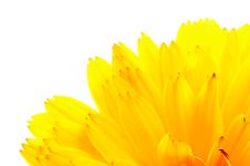Orange Calendula &x28;Pot Marigold&x29; Flower Petals Stock Photography