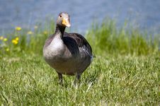 Grey Goose Royalty Free Stock Photo