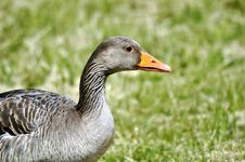 Grey Goose Royalty Free Stock Photography