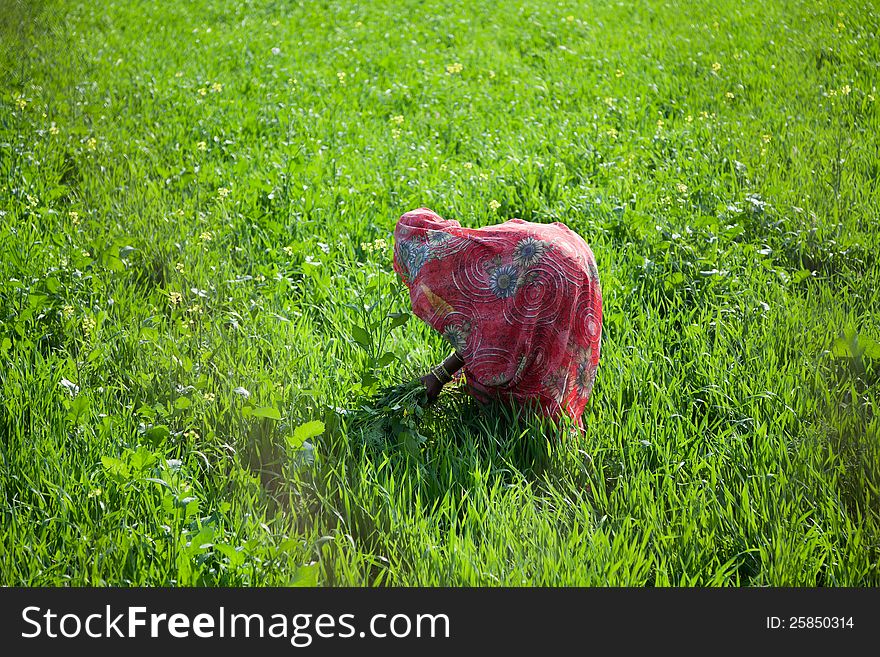 Indian woman work at farmland of wheat in sunlight. Indian woman work at farmland of wheat in sunlight