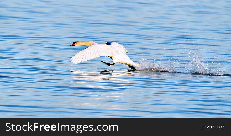 White swan ower the water