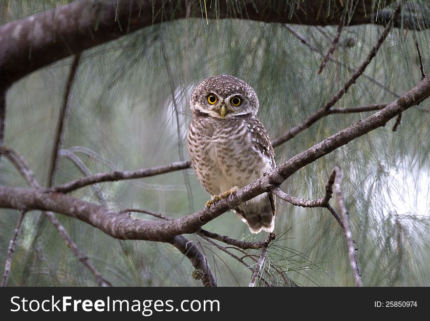 Spotted  Owlet