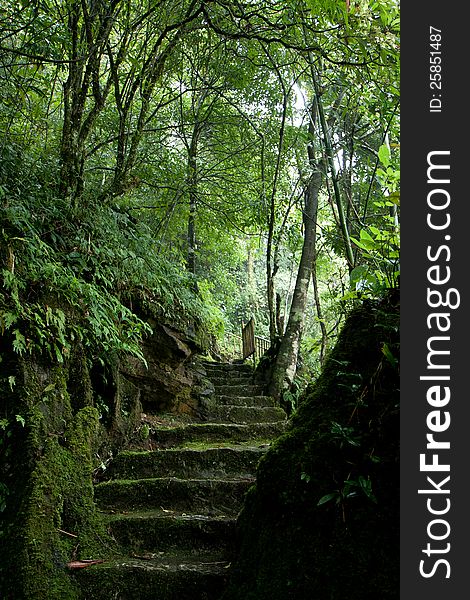 Stony stairs under the shade of trees at Ham Rong mountain in Vietnam.