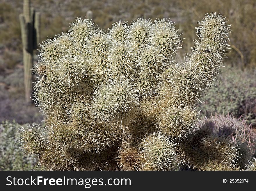 Cholla Cactus or Jumping Cactus in the Arizona Desert