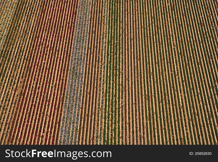 Rows of flowers from above in the Arizona Desert. Rows of flowers from above in the Arizona Desert