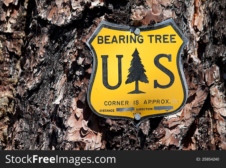 Yellow Bearing Tree sign on Pine tree