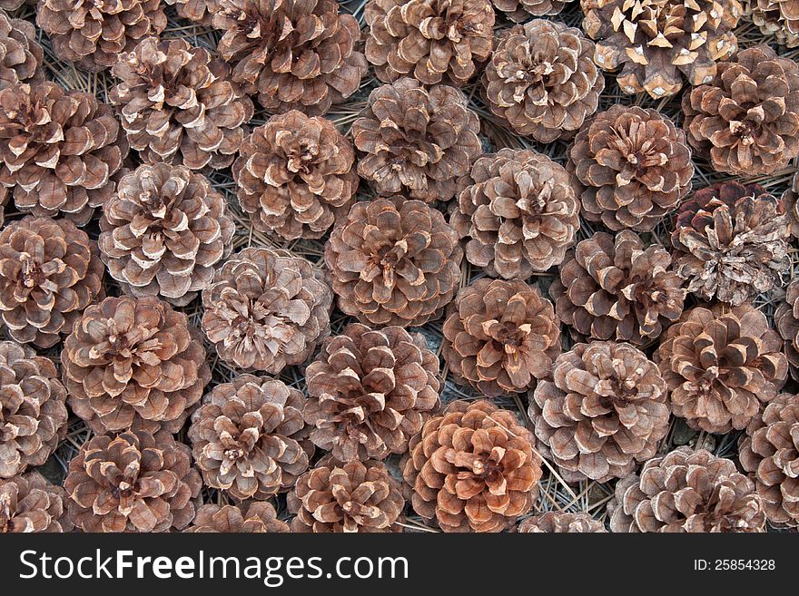 An array of open pine cones on a forest floor