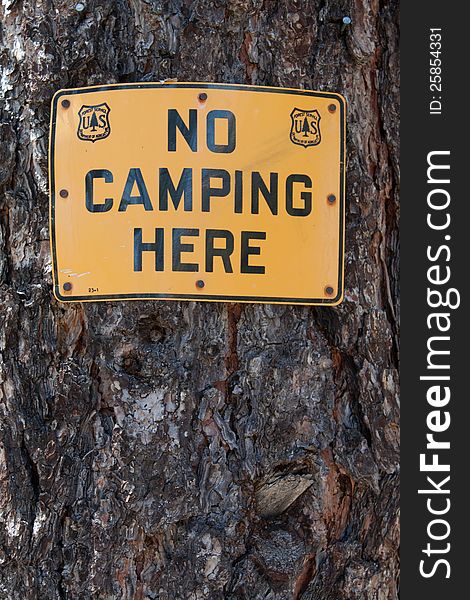 A No Camping Here Sign on a brown Pine tree