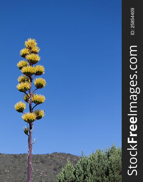A yellow Century plant in full bloom with mountain background