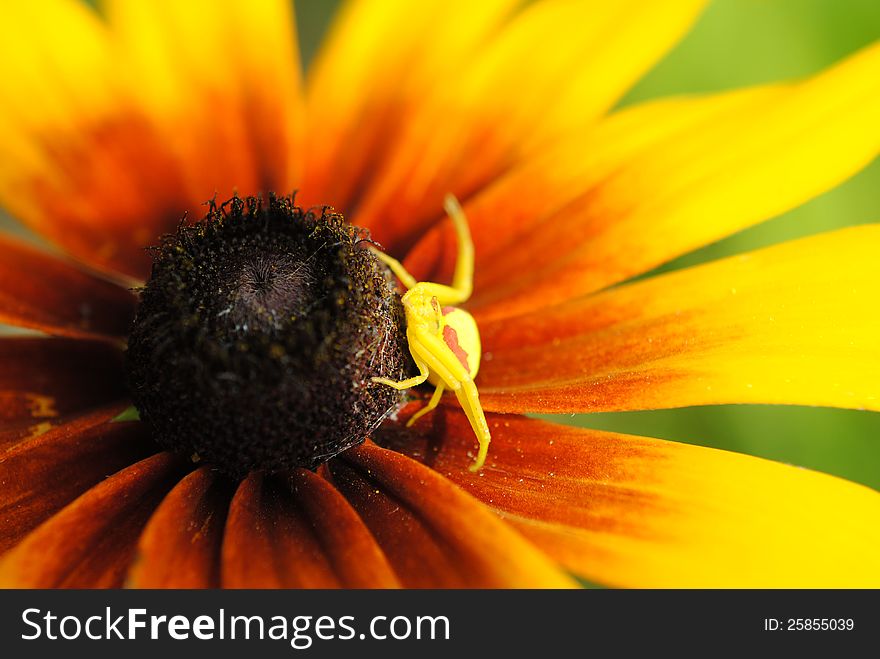 A Yellow Crab Spider waiting for it's prey on a yellow flower. A Yellow Crab Spider waiting for it's prey on a yellow flower.