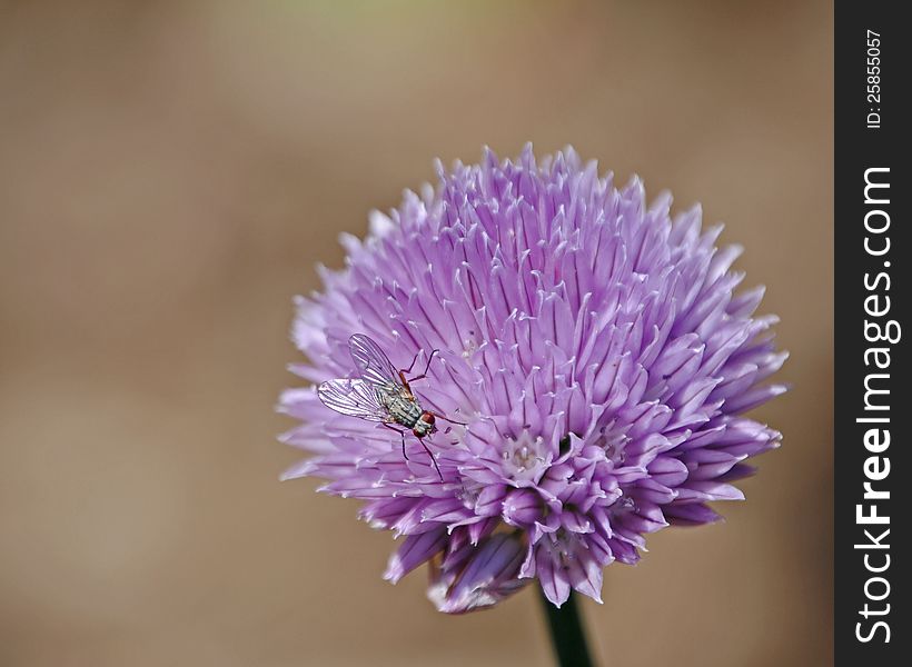 A fly lands on the purple flower of the chive plant. A fly lands on the purple flower of the chive plant.