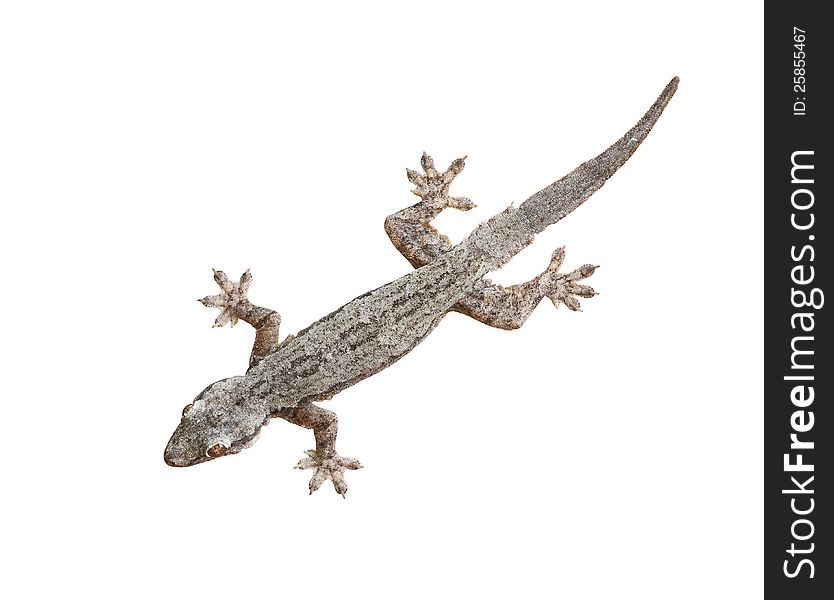 Gray lizard isolated on white background