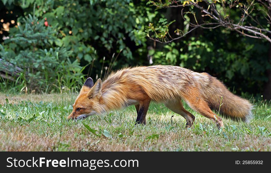 Red fox smells the ground searching for food