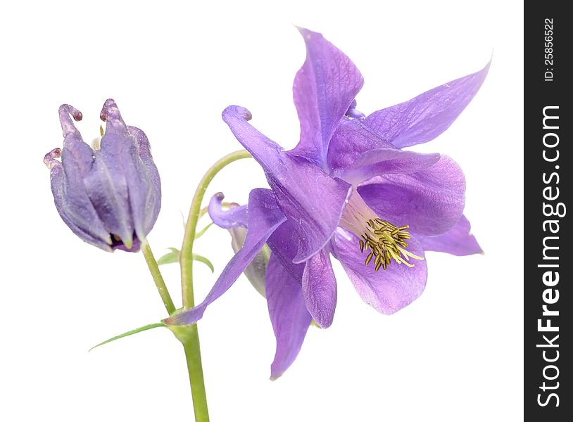 A beautiful purple aquilegia (columbine) flower with buds on a white background. A beautiful purple aquilegia (columbine) flower with buds on a white background