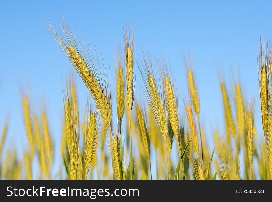 Ripening ears of rye against a blue sky. Ripening ears of rye against a blue sky