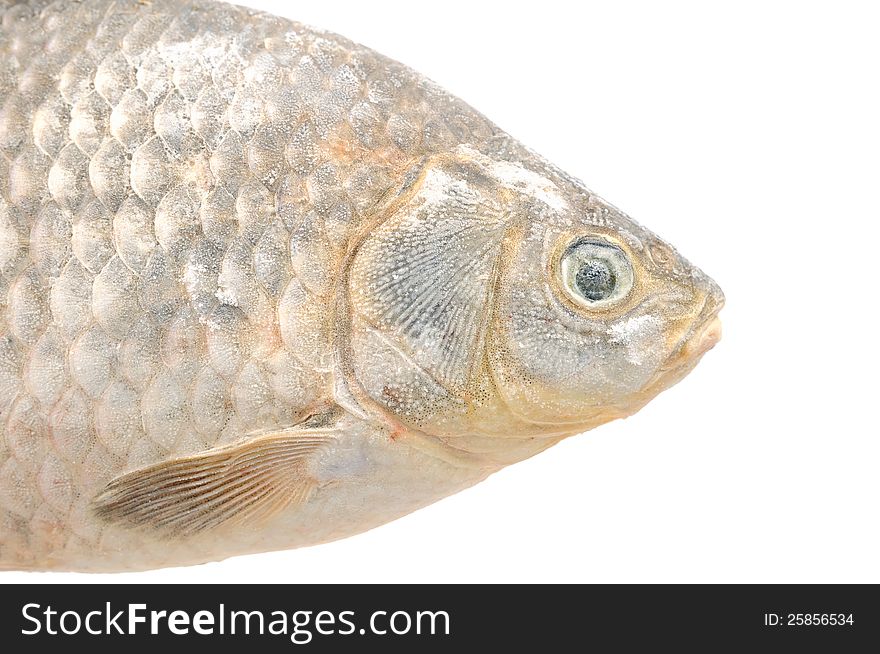 A frozen crucian carp on a white background. A frozen crucian carp on a white background