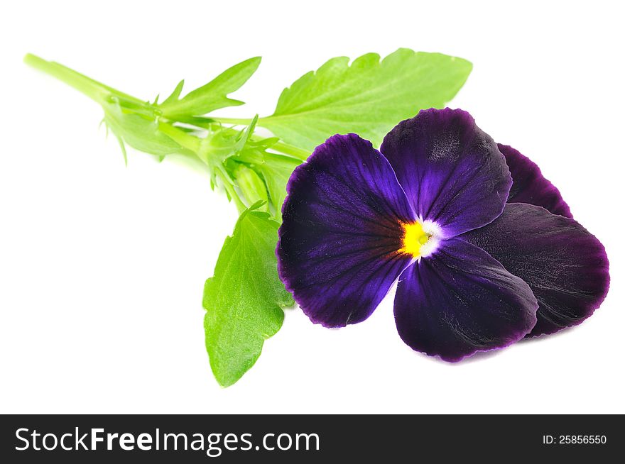 A beautiful dark purple pansy violet (Viola tricolor) flower on a white background. A beautiful dark purple pansy violet (Viola tricolor) flower on a white background
