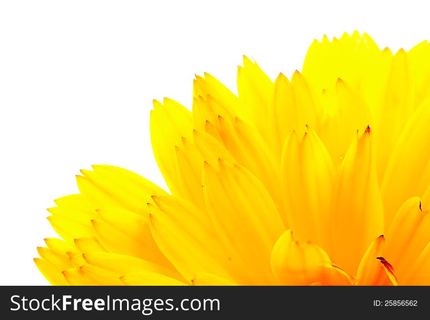 Bright orange calendula officinalis (pot marigold) flower petals on a white background. Bright orange calendula officinalis (pot marigold) flower petals on a white background