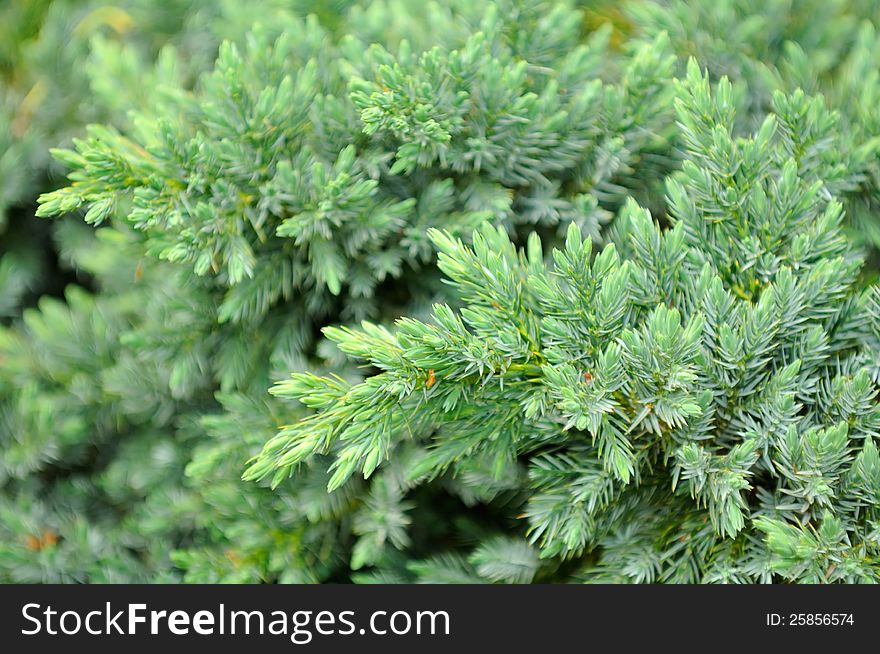 An evergreen juniper shrub as a background