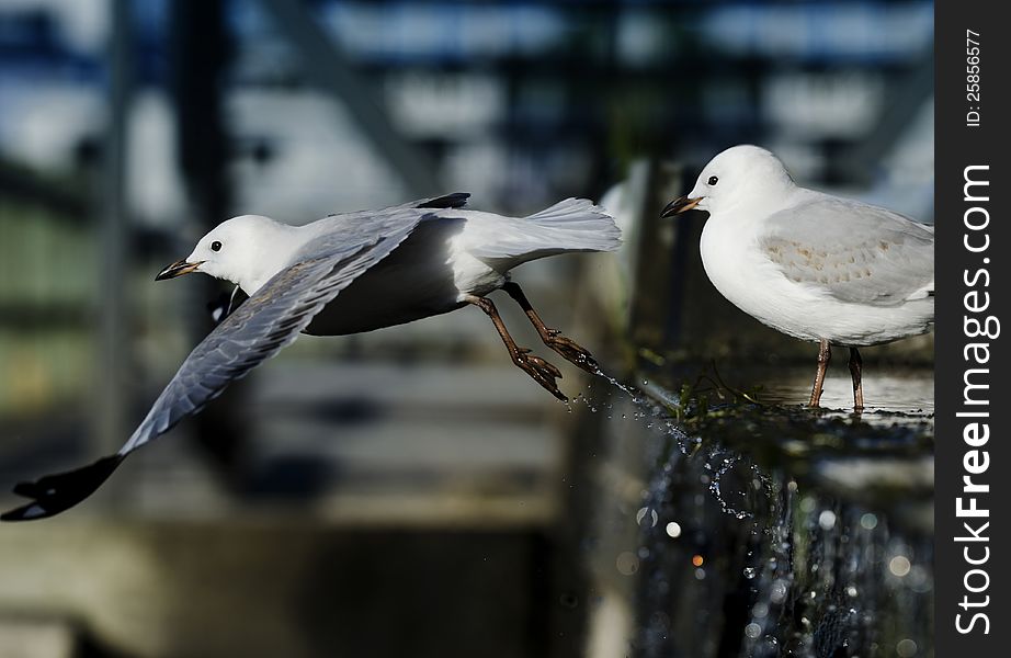 Seagull launching itself from a waterfall. Seagull launching itself from a waterfall