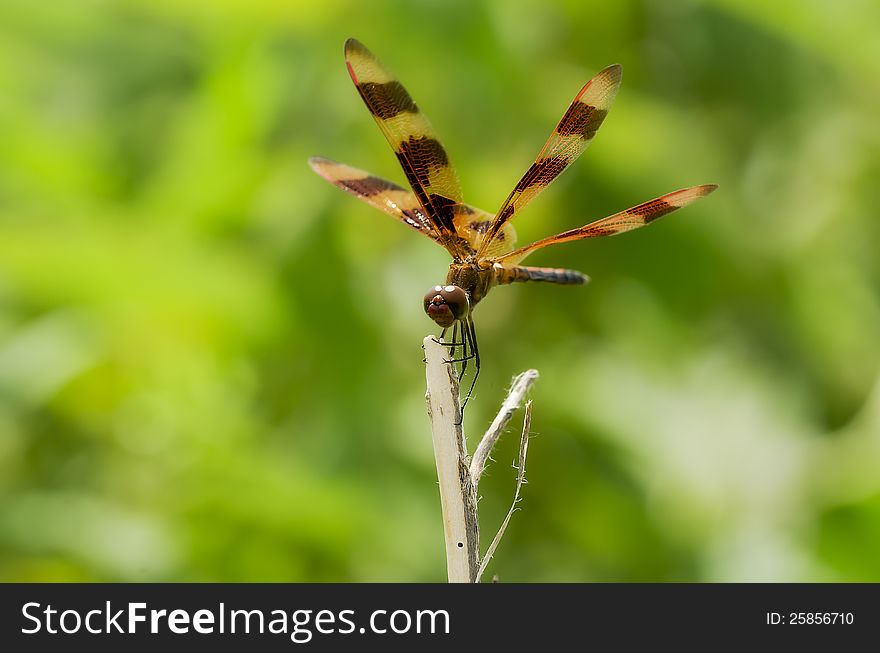 Dragonfly pearched on a twig in the wind