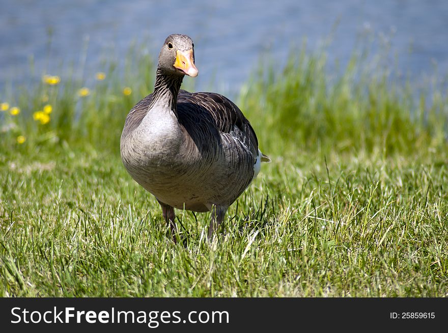 Wild Grey Goose standing on a grass.
