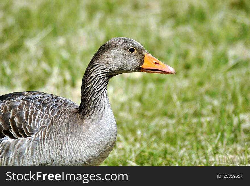 A portrait of a Grey Goose.