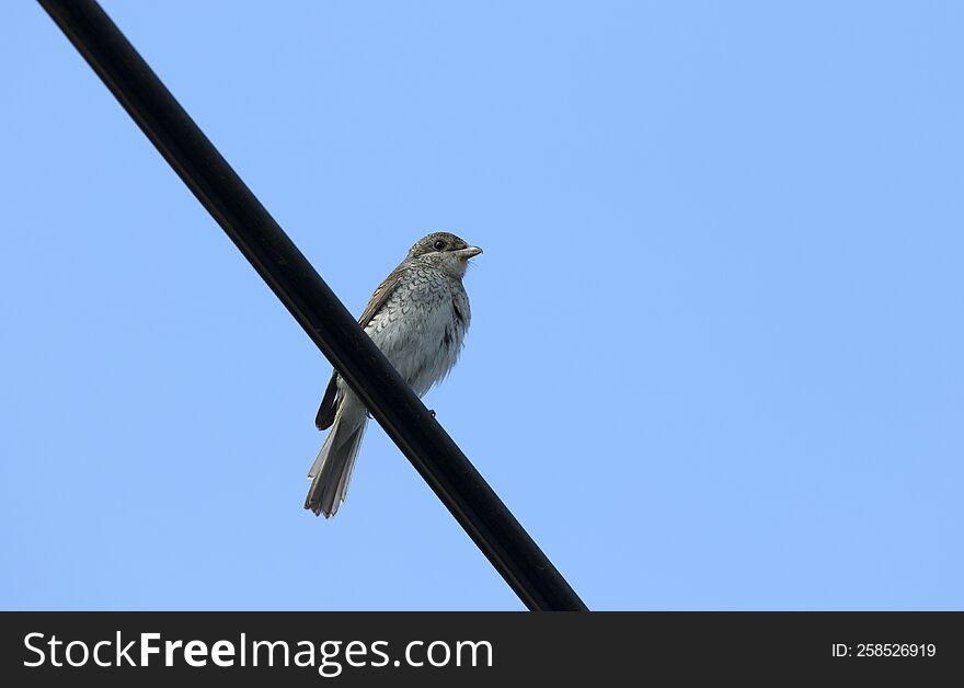 A red-backed shrike & x28 Lanius collurio& x29  perching on wire