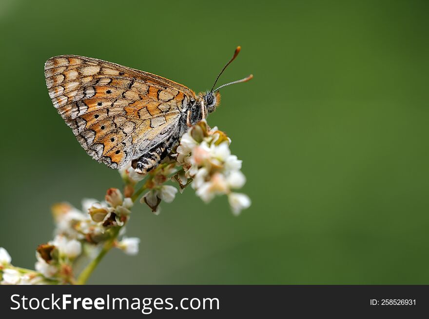 Wing under-side view of a feamel marsh fritillary & x28 Euphydryas aurinia& x29