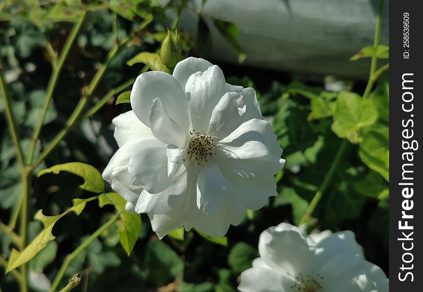 White rose flower on green background