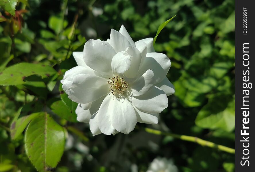 White rose flower on green background