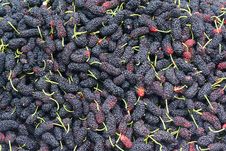 Mulberry Fruits Stock Image Mulberry Fruits Stock Image
