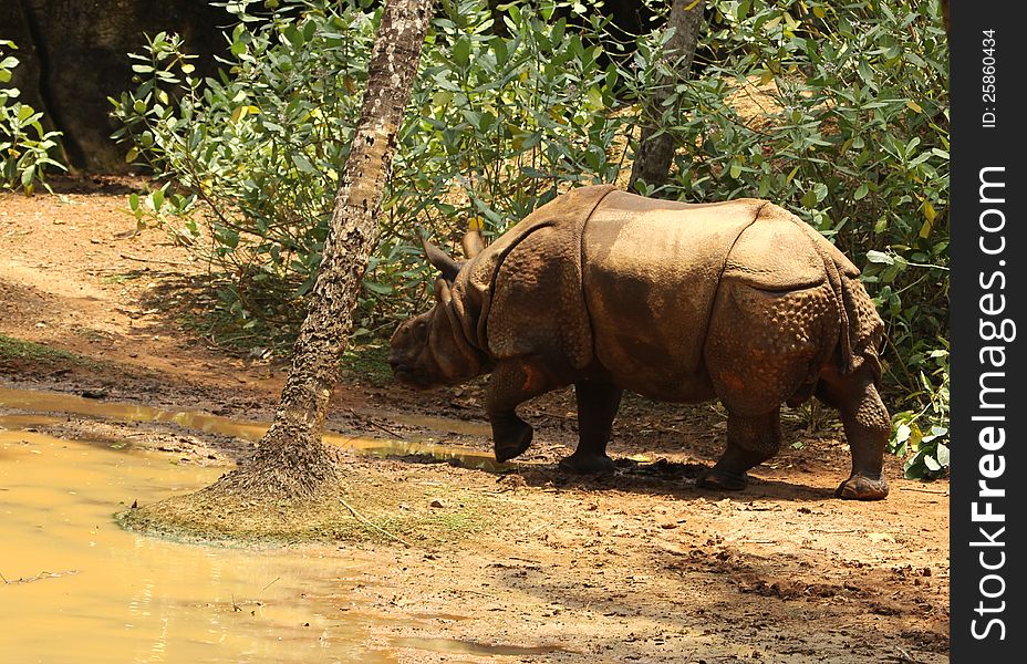 Asian rhinoceros in zoological park, india. Asian rhinoceros in zoological park, india