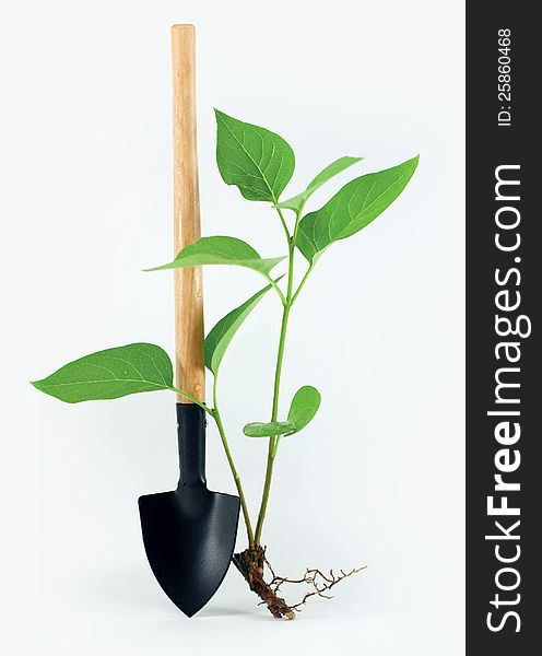 Shovel with a little plant and ground on white background