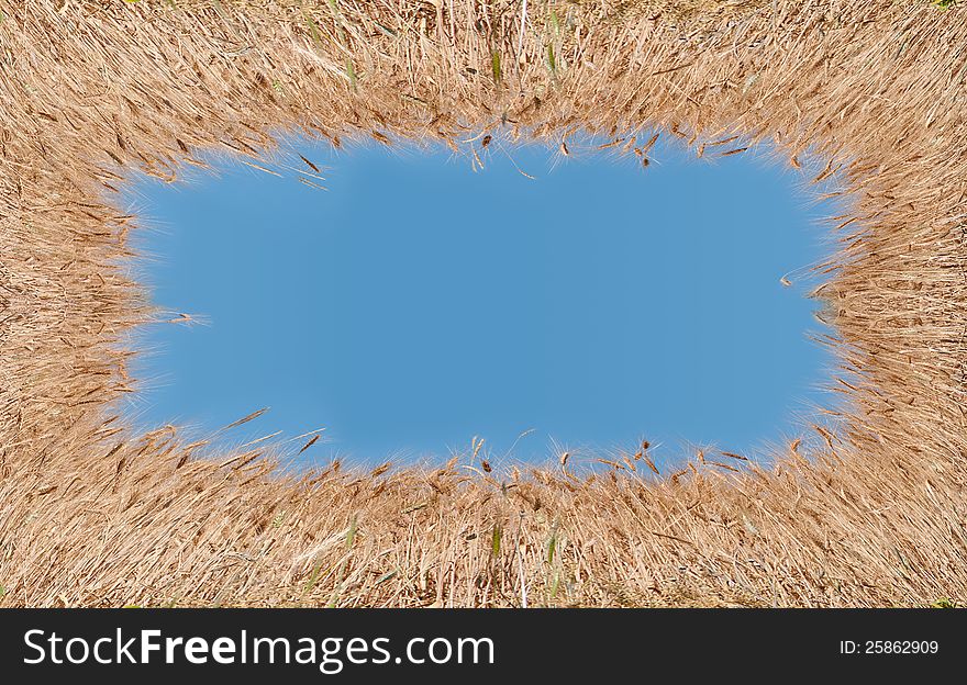 Greeting card with golden wheat and blue sky. Greeting card with golden wheat and blue sky