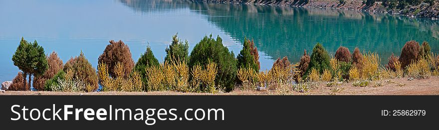 Panoramic view of lake shore with small cedars and yellow flowers. Panoramic view of lake shore with small cedars and yellow flowers