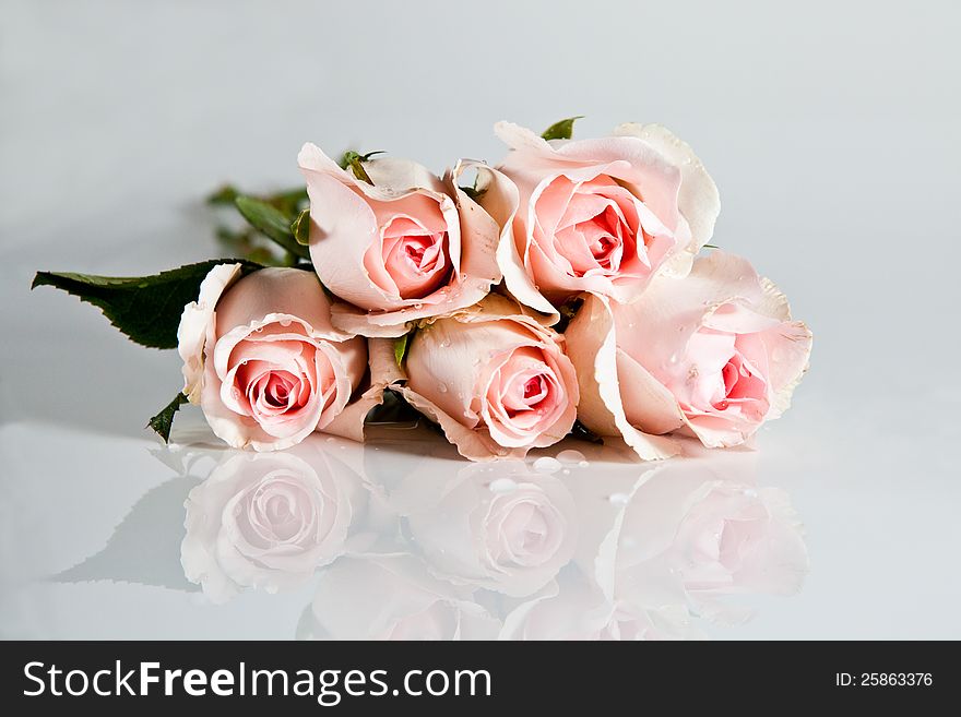 Beautiful pink rose on a white