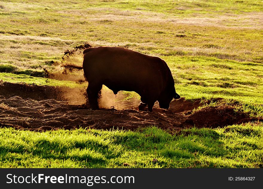 Big Bull sand bathing at sunrise. Big Bull sand bathing at sunrise