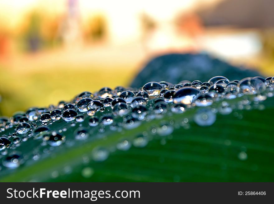 Close up of raindrops on green lily leaf