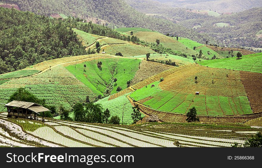 The rice terrace in thailand.