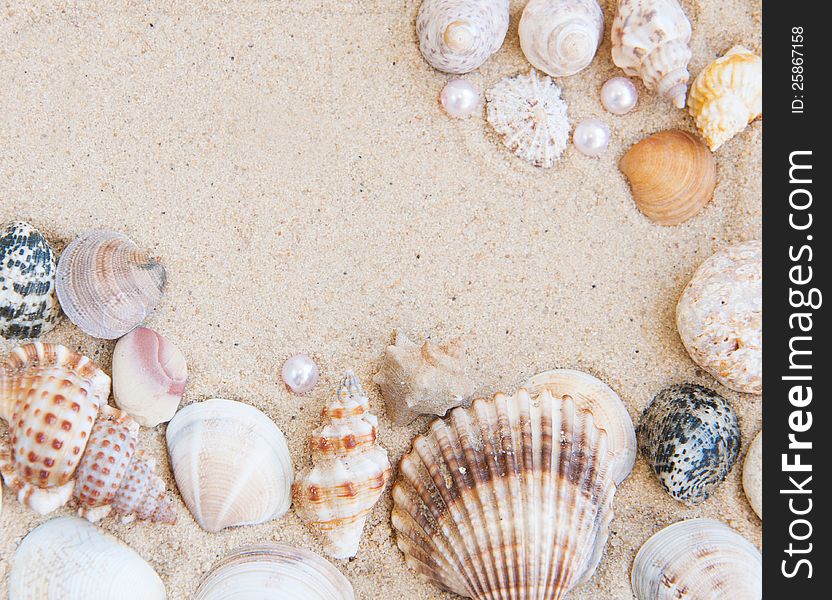 A natural border of shells on a sandy beach. A natural border of shells on a sandy beach