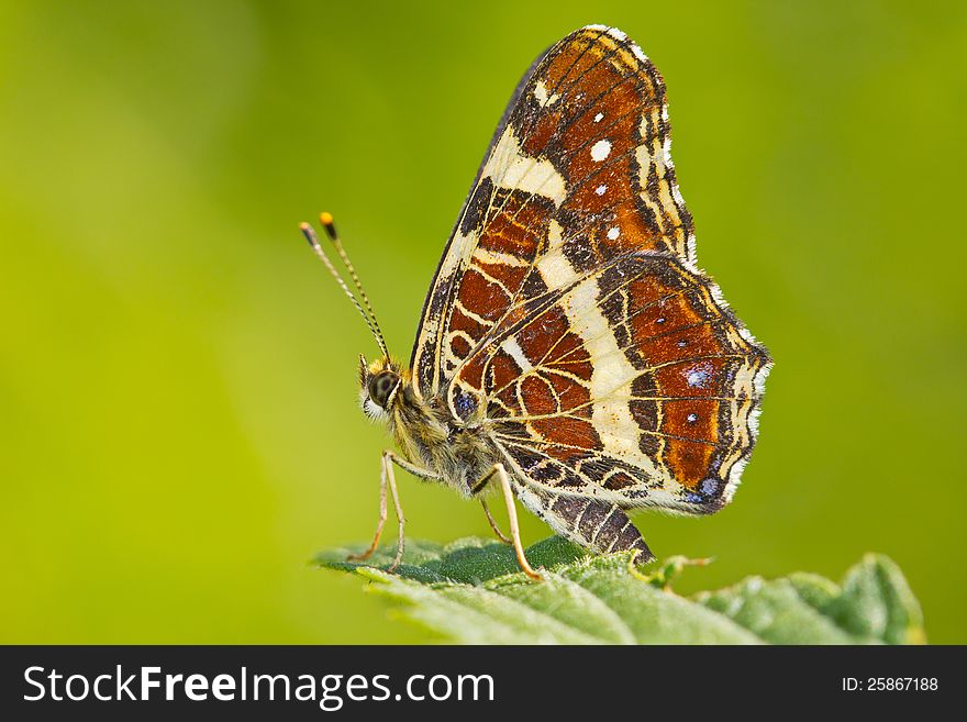 Colorful Butterfly Closeup Over Blurred Background