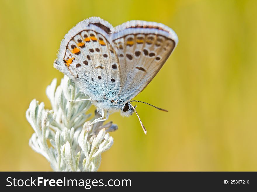 Closeup image of common blue butterfly (Polyommatus icarus) on a sagebrush sprig over blurred background. Closeup image of common blue butterfly (Polyommatus icarus) on a sagebrush sprig over blurred background