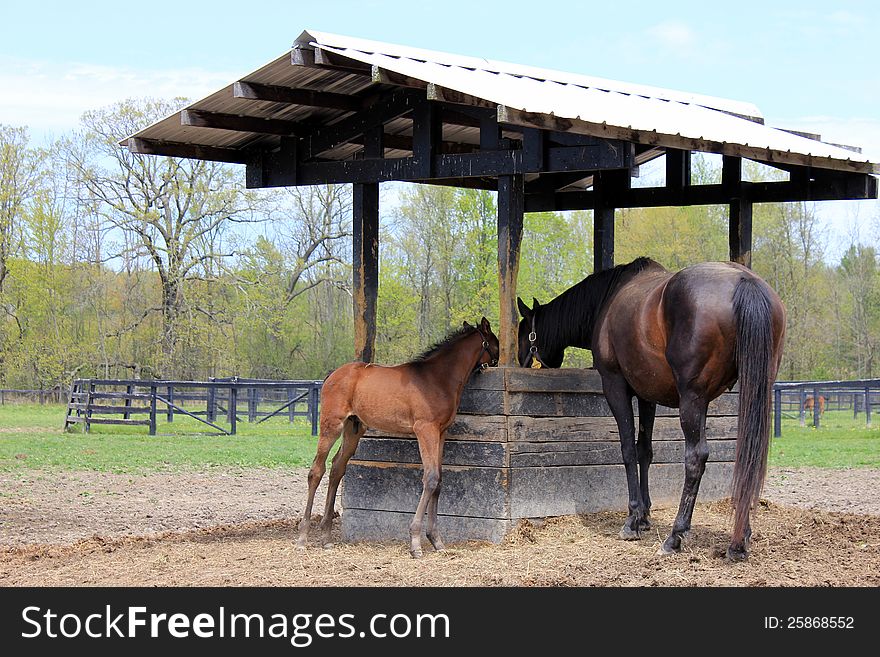 Mom And Baby Horse,eating At The Farm