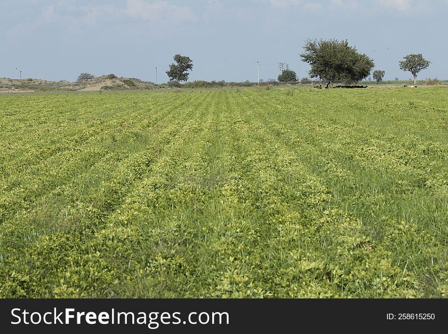 A peanut field near harvesting time