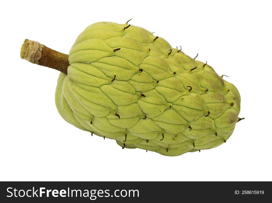 An immature seed cone of tree magnolia